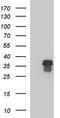 Zinc Finger AN1-Type Containing 3 antibody, TA507382S, Origene, Western Blot image 