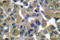 Keratin 7 antibody, LS-C176100, Lifespan Biosciences, Immunohistochemistry paraffin image 