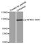 Nuclear Factor Kappa B Subunit 2 antibody, STJ22313, St John