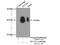 BPI Fold Containing Family A Member 1 antibody, 10413-1-AP, Proteintech Group, Immunoprecipitation image 