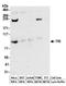 Transferrin Receptor antibody, A304-381A, Bethyl Labs, Western Blot image 