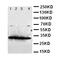 Glial Cell Derived Neurotrophic Factor antibody, LS-C312624, Lifespan Biosciences, Western Blot image 