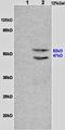 Lymphocyte Specific Protein 1 antibody, orb4388, Biorbyt, Western Blot image 
