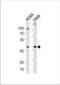 Family With Sequence Similarity 50 Member A antibody, TA325161, Origene, Western Blot image 