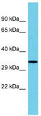 Ubiquitin Family Domain Containing 1 antibody, TA330696, Origene, Western Blot image 