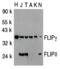 CASP8 And FADD Like Apoptosis Regulator antibody, 2407, QED Bioscience, Western Blot image 