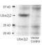 Delta Like Canonical Notch Ligand 4 antibody, orb345480, Biorbyt, Western Blot image 