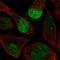 Aquarius Intron-Binding Spliceosomal Factor antibody, HPA040624, Atlas Antibodies, Immunofluorescence image 