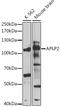 Amyloid Beta Precursor Like Protein 2 antibody, 19-674, ProSci, Western Blot image 