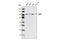Vav Guanine Nucleotide Exchange Factor 2 antibody, 2848P, Cell Signaling Technology, Western Blot image 