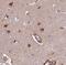 ELAV Like RNA Binding Protein 4 antibody, FNab04073, FineTest, Immunohistochemistry frozen image 