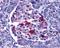 Endonuclease G antibody, PA5-20004, Invitrogen Antibodies, Immunohistochemistry frozen image 