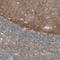 Thy-1 Cell Surface Antigen antibody, NBP2-52961, Novus Biologicals, Immunohistochemistry paraffin image 