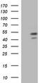 Parvin Beta antibody, TA505677S, Origene, Western Blot image 