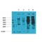 Phosphotyrosine antibody, LS-C387873, Lifespan Biosciences, Western Blot image 