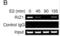 PR/SET Domain 2 antibody, abx025172, Abbexa, Western Blot image 