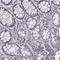 Tescalcin antibody, HPA053200, Atlas Antibodies, Immunohistochemistry frozen image 