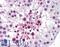 Mediator Complex Subunit 26 antibody, LS-B6198, Lifespan Biosciences, Immunohistochemistry frozen image 