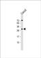 RAS Like Family 12 antibody, PA5-72039, Invitrogen Antibodies, Western Blot image 