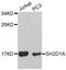 SH2 Domain Containing 1A antibody, MBS127474, MyBioSource, Western Blot image 