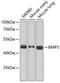 Bone Morphogenetic Protein 3 antibody, GTX65951, GeneTex, Western Blot image 