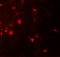 Interleukin-36 alpha antibody, 7505, ProSci, Immunofluorescence image 