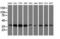 Annexin A3 antibody, LS-C115823, Lifespan Biosciences, Western Blot image 