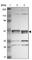 Parvin Alpha antibody, HPA005964, Atlas Antibodies, Western Blot image 