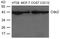 Caudal Type Homeobox 2 antibody, 79-745, ProSci, Western Blot image 