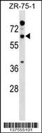 NSPLI antibody, 59-242, ProSci, Western Blot image 