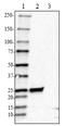 Transcription Factor A, Mitochondrial antibody, 850503, BioLegend, Western Blot image 