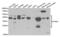 Ephrin A1 antibody, abx004083, Abbexa, Western Blot image 