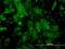 BGP antibody, H00000632-M01, Novus Biologicals, Immunofluorescence image 