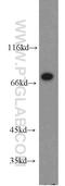 Sialic Acid Binding Ig Like Lectin 7 antibody, 13939-1-AP, Proteintech Group, Western Blot image 