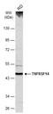 TNF Receptor Superfamily Member 14 antibody, GTX113589, GeneTex, Western Blot image 