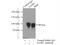 SATB Homeobox 1 antibody, 15400-1-AP, Proteintech Group, Immunoprecipitation image 