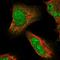 RAS Protein Activator Like 2 antibody, NBP1-82578, Novus Biologicals, Immunofluorescence image 