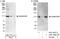 KN motif and ankyrin repeat domain-containing protein 2 antibody, A301-407A, Bethyl Labs, Immunoprecipitation image 