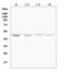 Histone Deacetylase 3 antibody, A00839, Boster Biological Technology, Western Blot image 