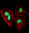 Nuclear Factor I A antibody, LS-B9077, Lifespan Biosciences, Immunofluorescence image 