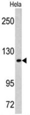 Mastermind Like Transcriptional Coactivator 3 antibody, AP17543PU-N, Origene, Western Blot image 