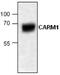 Coactivator Associated Arginine Methyltransferase 1 antibody, GTX59702, GeneTex, Western Blot image 