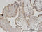 Helicase With Zinc Finger antibody, LS-C134010, Lifespan Biosciences, Immunohistochemistry frozen image 