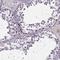 SPOC Domain Containing 1 antibody, NBP2-38187, Novus Biologicals, Immunohistochemistry paraffin image 