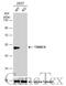 Thioredoxin domain-containing protein 5 antibody, GTX116898, GeneTex, Western Blot image 