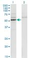 Cytochrome P450 Family 26 Subfamily B Member 1 antibody, H00056603-M01, Novus Biologicals, Western Blot image 