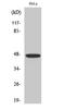 Interferon Regulatory Factor 4 antibody, A00401-1, Boster Biological Technology, Western Blot image 