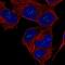 Fibroblast Growth Factor 14 antibody, NBP2-55745, Novus Biologicals, Immunocytochemistry image 
