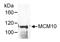 Minichromosome Maintenance 10 Replication Initiation Factor antibody, A300-131A, Bethyl Labs, Immunoprecipitation image 