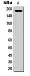 Ret Proto-Oncogene antibody, orb304550, Biorbyt, Western Blot image 